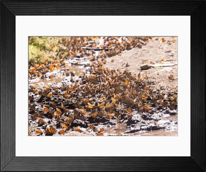 Framed Print : Picture No. 11981375 Framed Print : Picture No. 11981375