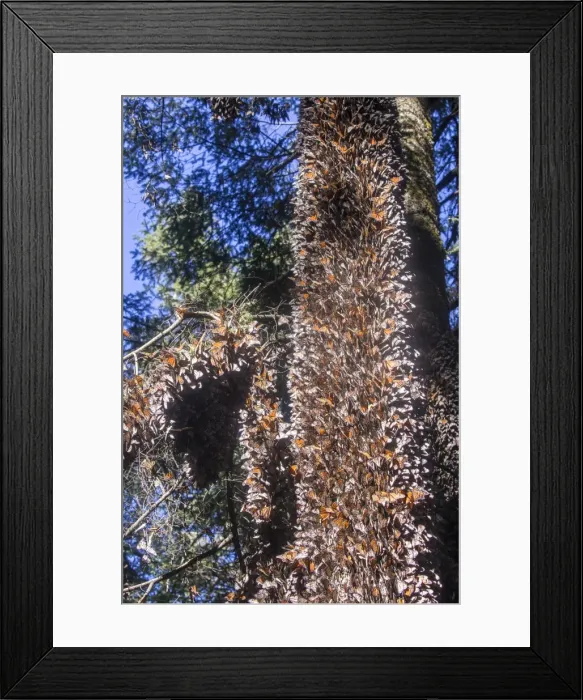 Framed Print : Picture No. 11981376 Framed Print : Picture No. 11981376