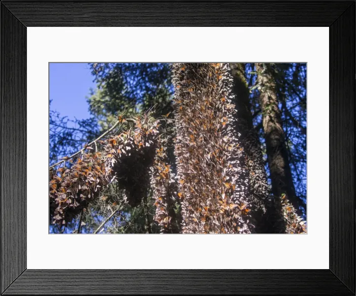 Framed Print : Picture No. 11981377 Framed Print : Picture No. 11981377