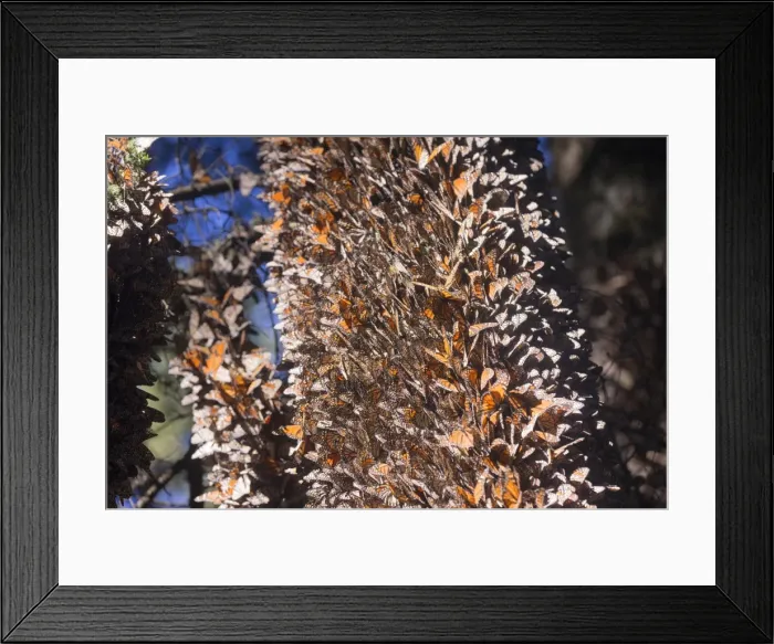 Framed Print : Picture No. 11981378 Framed Print : Picture No. 11981378