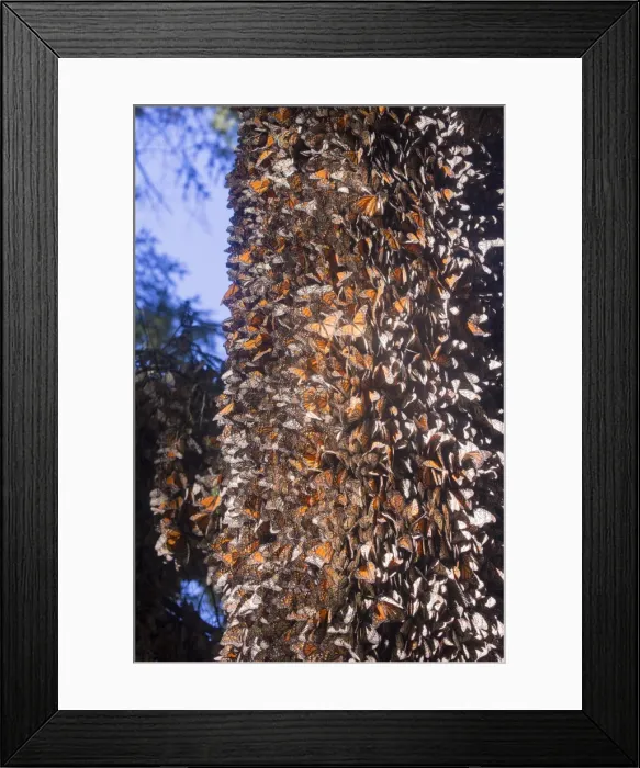 Framed Print : Picture No. 11981379