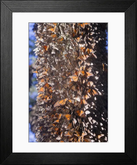 Framed Print : Picture No. 11981380 Framed Print : Picture No. 11981380
