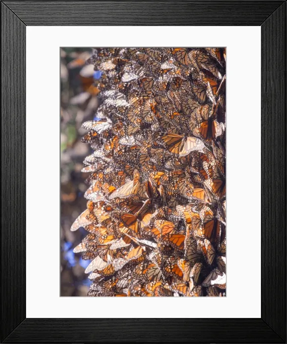 Framed Print : Picture No. 11981381 Framed Print : Picture No. 11981381
