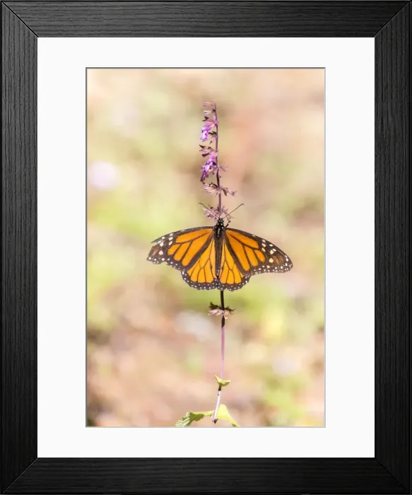 Framed Print : Picture No. 11981382 Framed Print : Picture No. 11981382