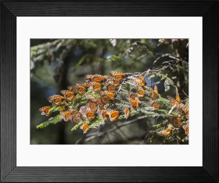 Framed Print : Picture No. 11981383 Framed Print : Picture No. 11981383