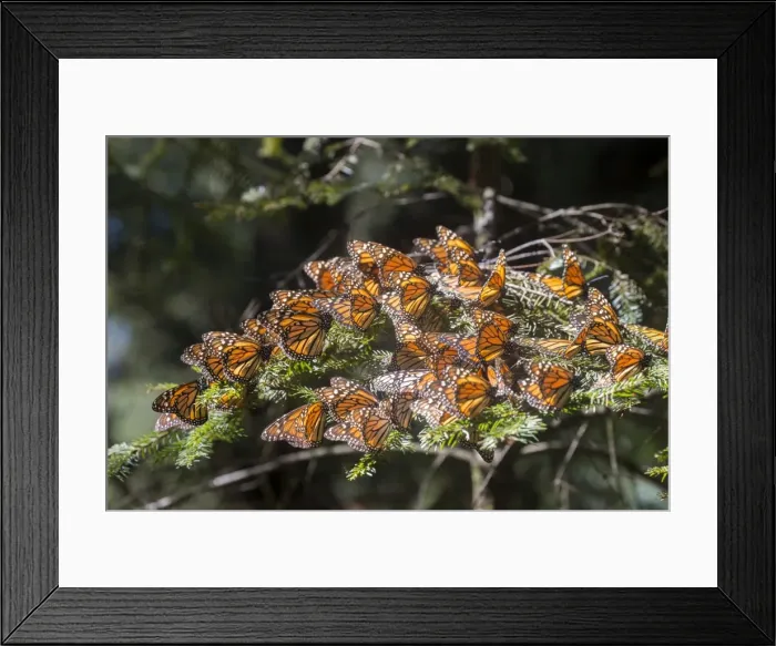 Framed Print : Picture No. 11981384 Framed Print : Picture No. 11981384