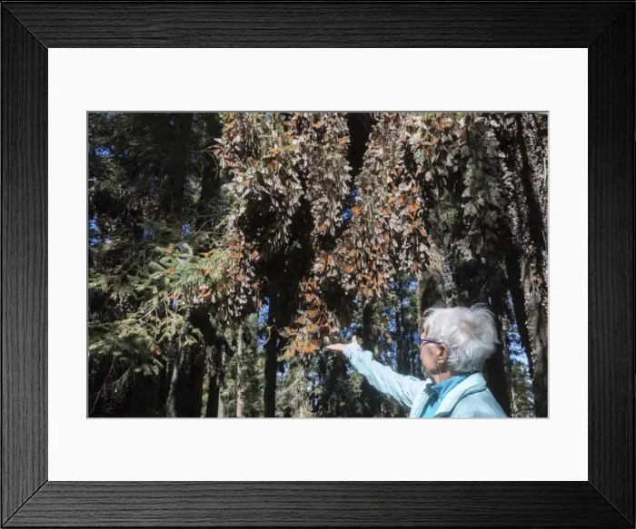 Framed Print : Picture No. 11981385 Framed Print : Picture No. 11981385