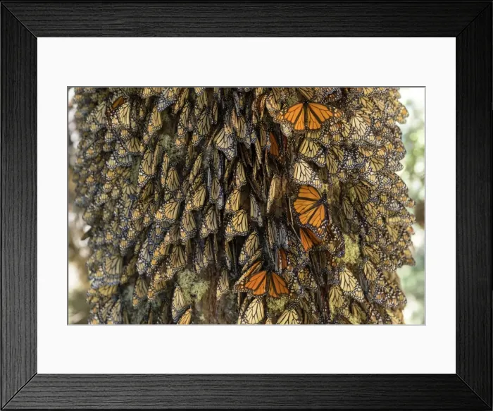 Framed Print : Picture No. 11981386 Framed Print : Picture No. 11981386