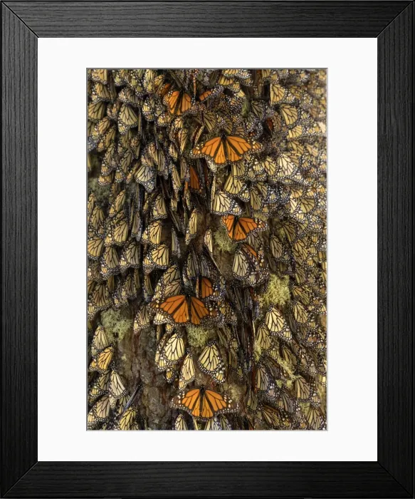 Framed Print : Picture No. 11981387 Framed Print : Picture No. 11981387