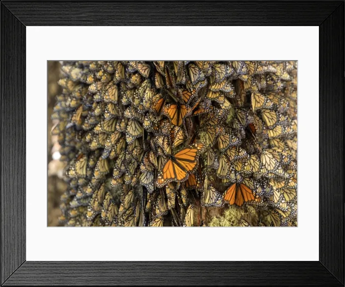 Framed Print : Picture No. 11981388