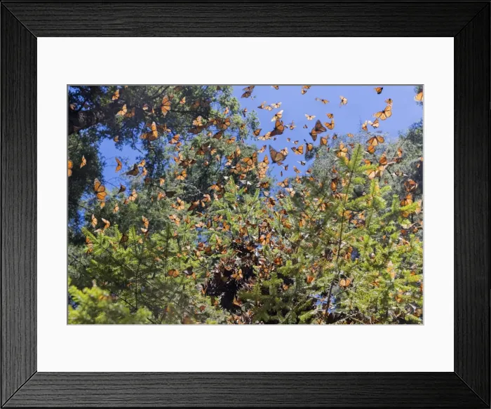 Framed Print : Picture No. 11981389 Framed Print : Picture No. 11981389