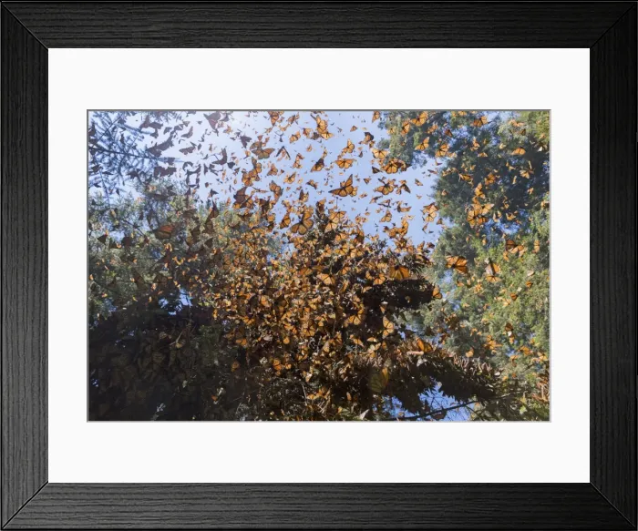 Framed Print : Picture No. 11981390 Framed Print : Picture No. 11981390