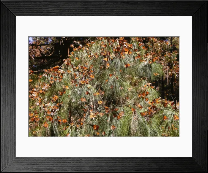 Framed Print : Picture No. 11981391 Framed Print : Picture No. 11981391