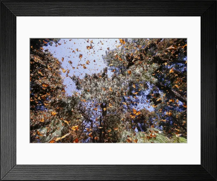 Framed Print : Picture No. 11981392 Framed Print : Picture No. 11981392