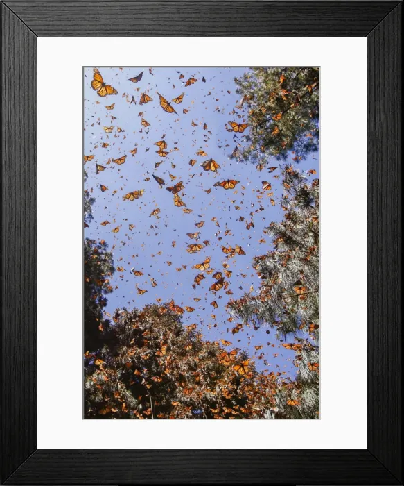 Framed Print : Picture No. 11981393 Framed Print : Picture No. 11981393