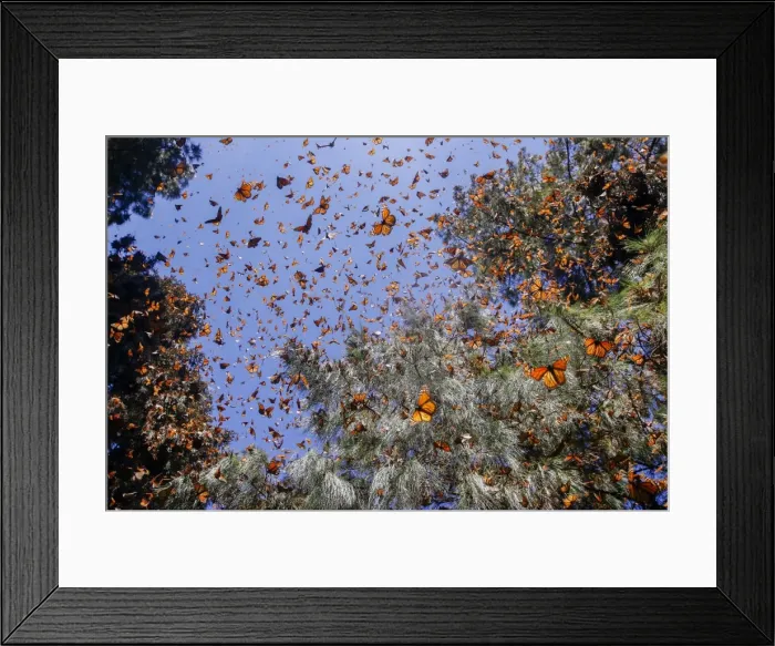 Framed Print : Picture No. 11981394 Framed Print : Picture No. 11981394