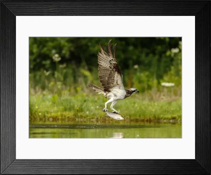 Framed Print : Picture No. 11992415 Framed Print : Picture No. 11992415
