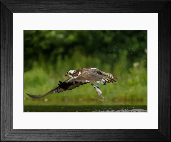 Framed Print : Picture No. 11992416 Framed Print : Picture No. 11992416