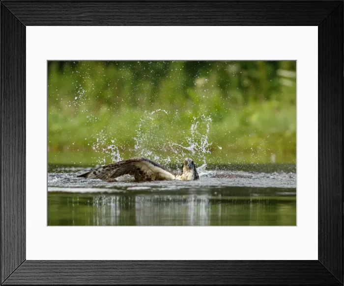 Framed Print : Picture No. 11992417 Framed Print : Picture No. 11992417