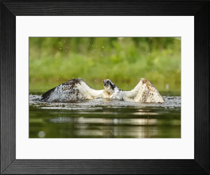 Framed Print : Picture No. 11992420 Framed Print : Picture No. 11992420