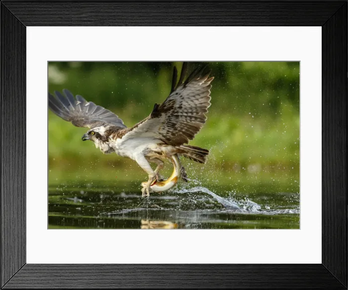 Framed Print : Picture No. 11992421 Framed Print : Picture No. 11992421
