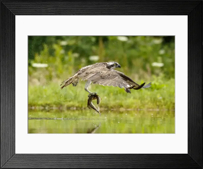 Framed Print : Picture No. 11992422 Framed Print : Picture No. 11992422