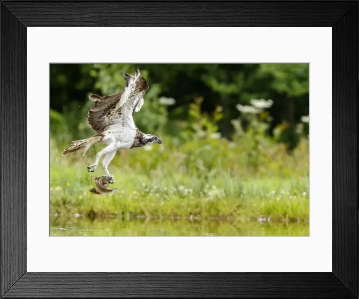 Framed Print : Picture No. 11992423 Framed Print : Picture No. 11992423