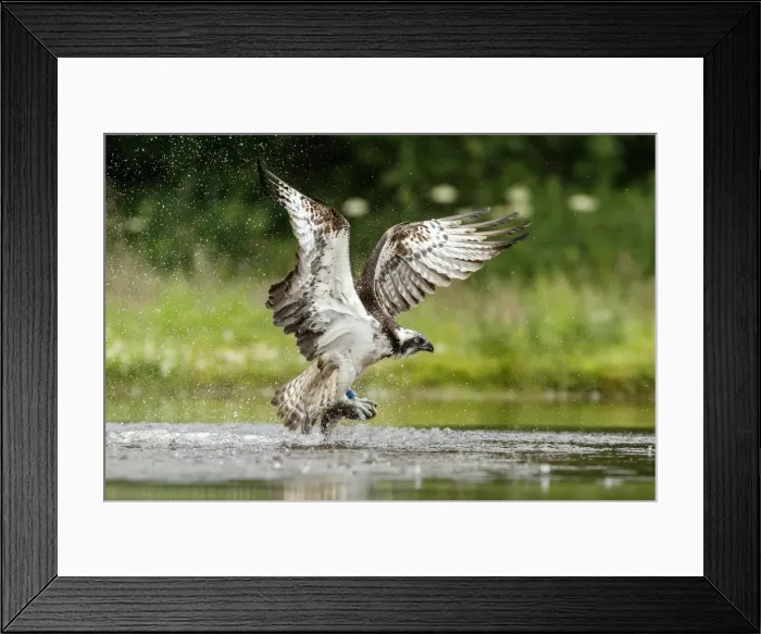 Framed Print : Picture No. 11992424 Framed Print : Picture No. 11992424