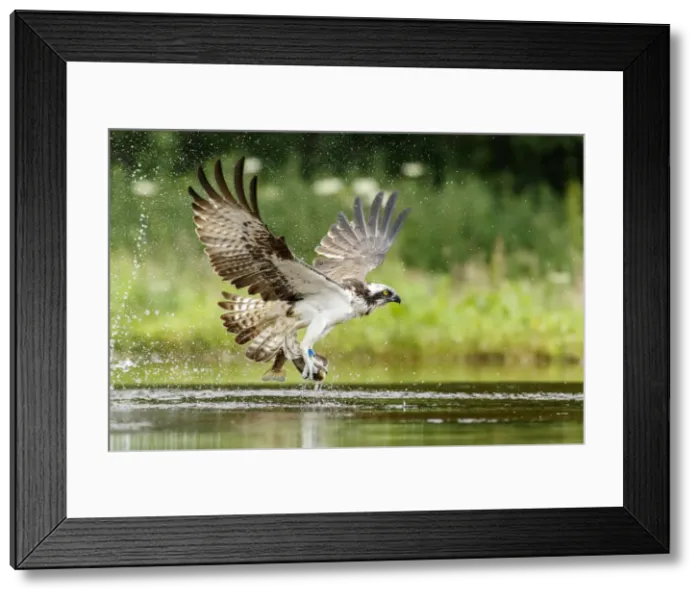 Framed Print : Picture No. 11992426 Framed Print : Picture No. 11992426
