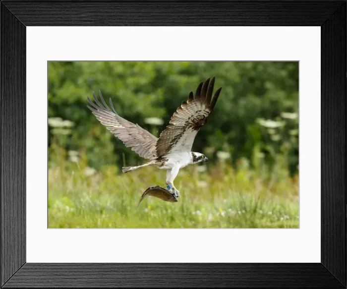 Framed Print : Picture No. 11992427 Framed Print : Picture No. 11992427