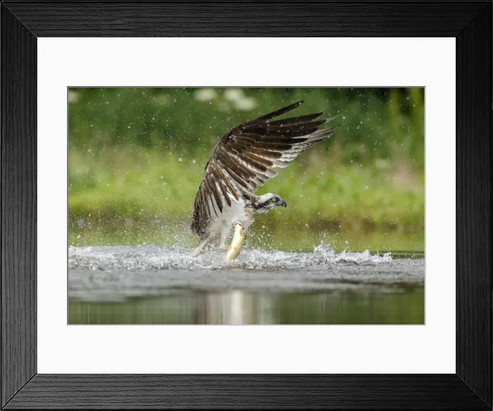 Framed Print : Picture No. 11992428 Framed Print : Picture No. 11992428