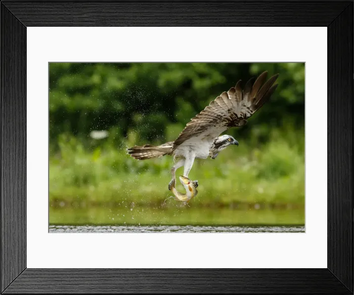Framed Print : Picture No. 11992429 Framed Print : Picture No. 11992429