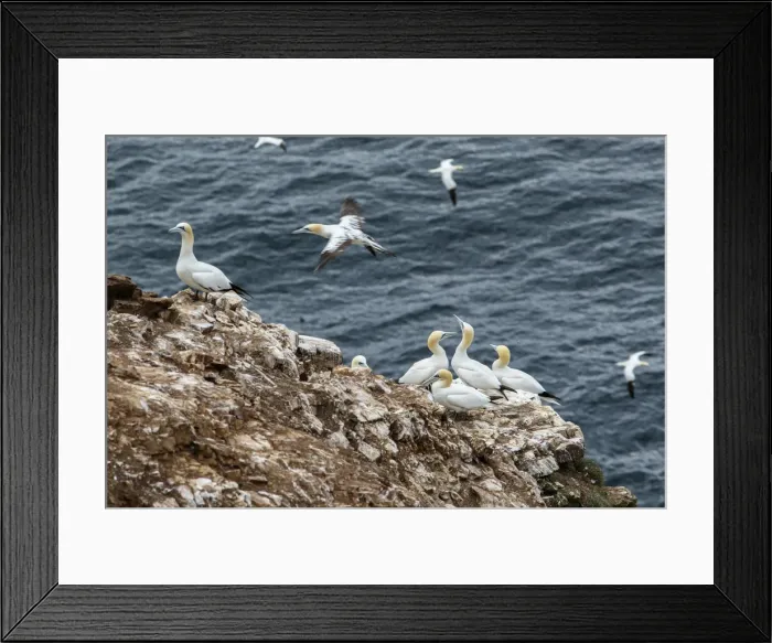 Framed Print : Picture No. 11992430 Framed Print : Picture No. 11992430