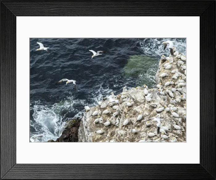 Framed Print : Picture No. 11992431 Framed Print : Picture No. 11992431