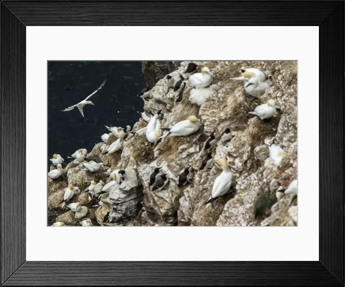Framed Print : Picture No. 11992434 Framed Print : Picture No. 11992434