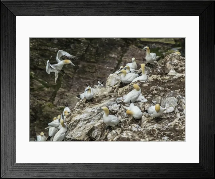 Framed Print : Picture No. 11992433 Framed Print : Picture No. 11992433