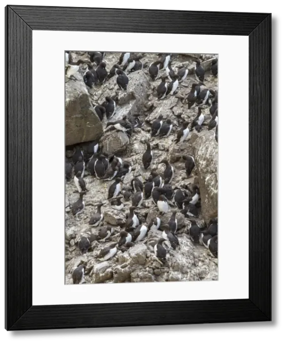 Framed Print : Picture No. 11992436 Framed Print : Picture No. 11992436