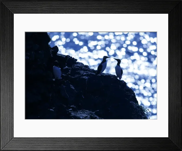 Framed Print : Picture No. 11992437 Framed Print : Picture No. 11992437