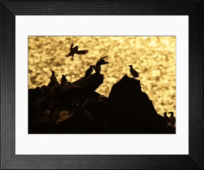 Framed Print : Picture No. 11992439 Framed Print : Picture No. 11992439