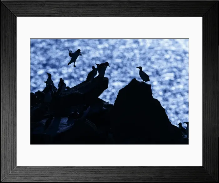 Framed Print : Picture No. 11992440 Framed Print : Picture No. 11992440