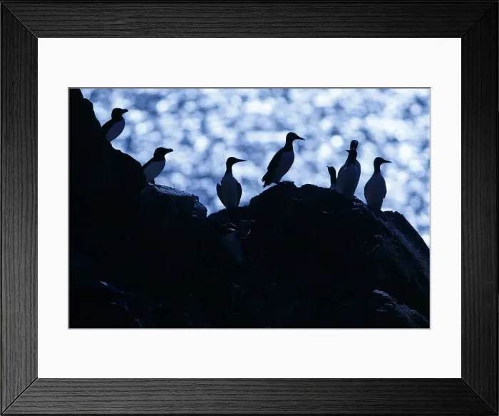 Framed Print : Picture No. 11992441 Framed Print : Picture No. 11992441