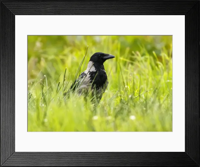 Framed Print : Picture No. 11992443 Framed Print : Picture No. 11992443