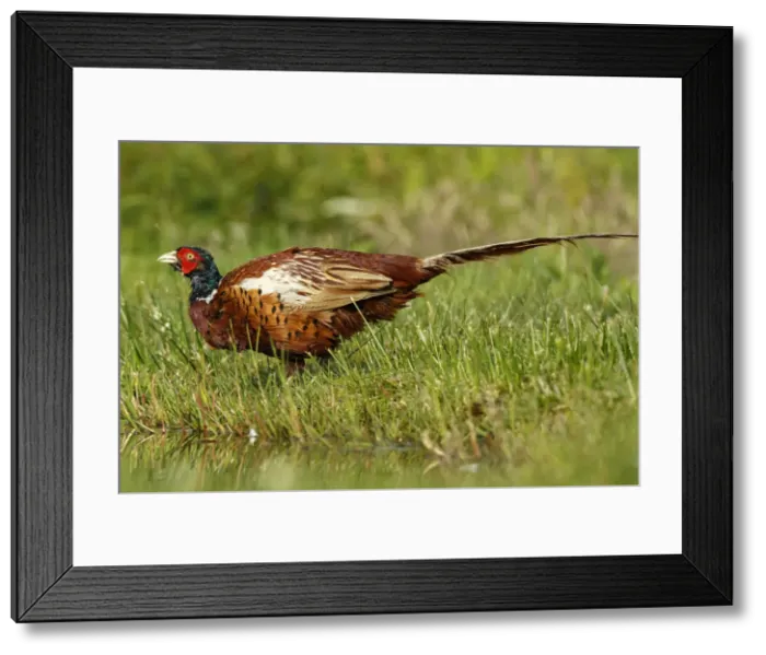 Framed Print : Picture No. 11992445 Framed Print : Picture No. 11992445