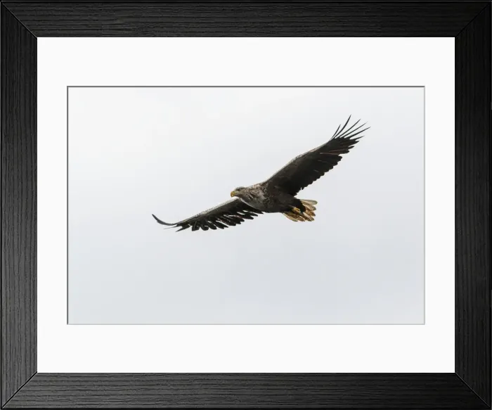 Framed Print : Picture No. 11992446 Framed Print : Picture No. 11992446