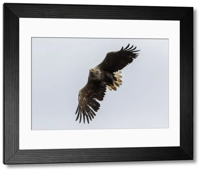 Framed Print : Picture No. 11992449 Framed Print : Picture No. 11992449