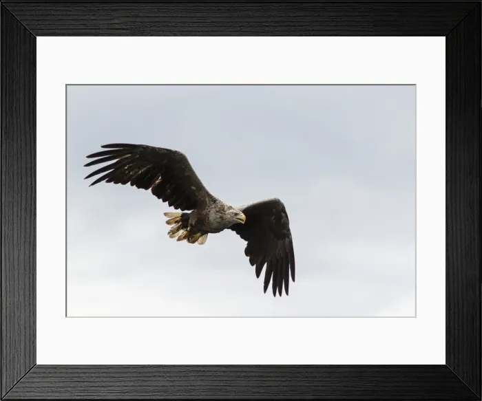Framed Print : Picture No. 11992450 Framed Print : Picture No. 11992450