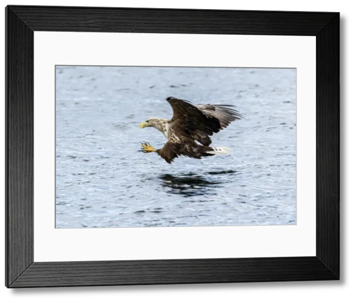 Framed Print : Picture No. 11992455 Framed Print : Picture No. 11992455