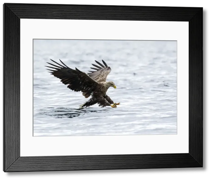 Framed Print : Picture No. 11992458 Framed Print : Picture No. 11992458