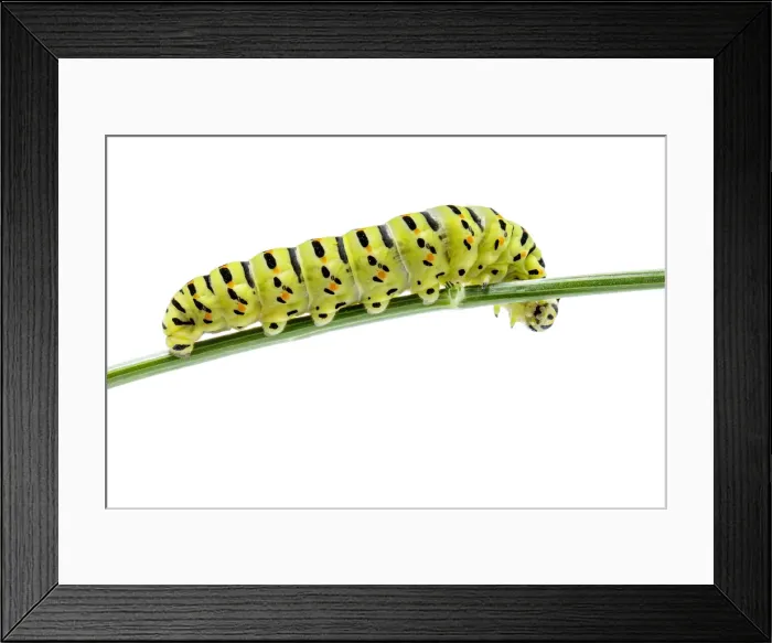 Framed Print : Picture No. 11992459 Framed Print : Picture No. 11992459
