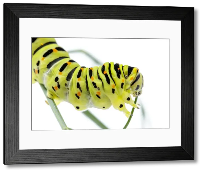 Framed Print : Picture No. 11992461 Framed Print : Picture No. 11992461